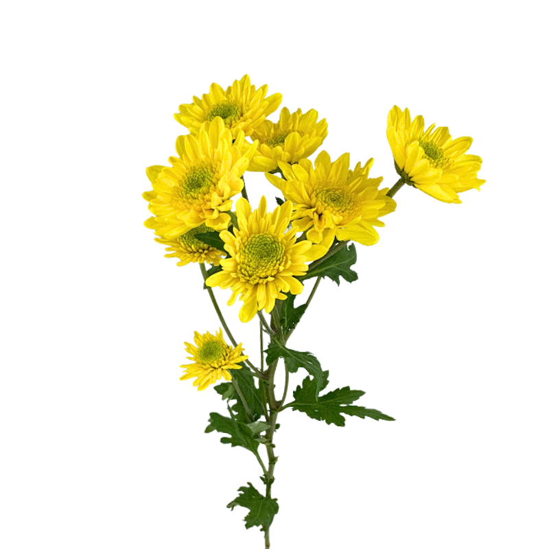 Pompom Cushion Yellow (7 stems)