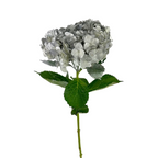 Hydrangea Tinted Silver