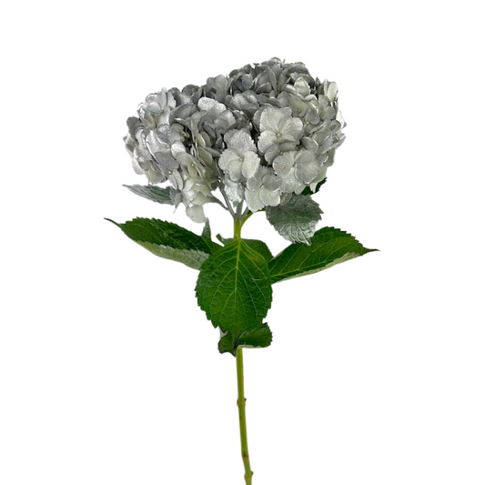 Hydrangea Tinted Silver
