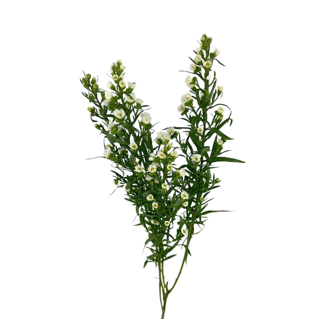 Aster Monte Casino White Mardi Gras (Bunch)