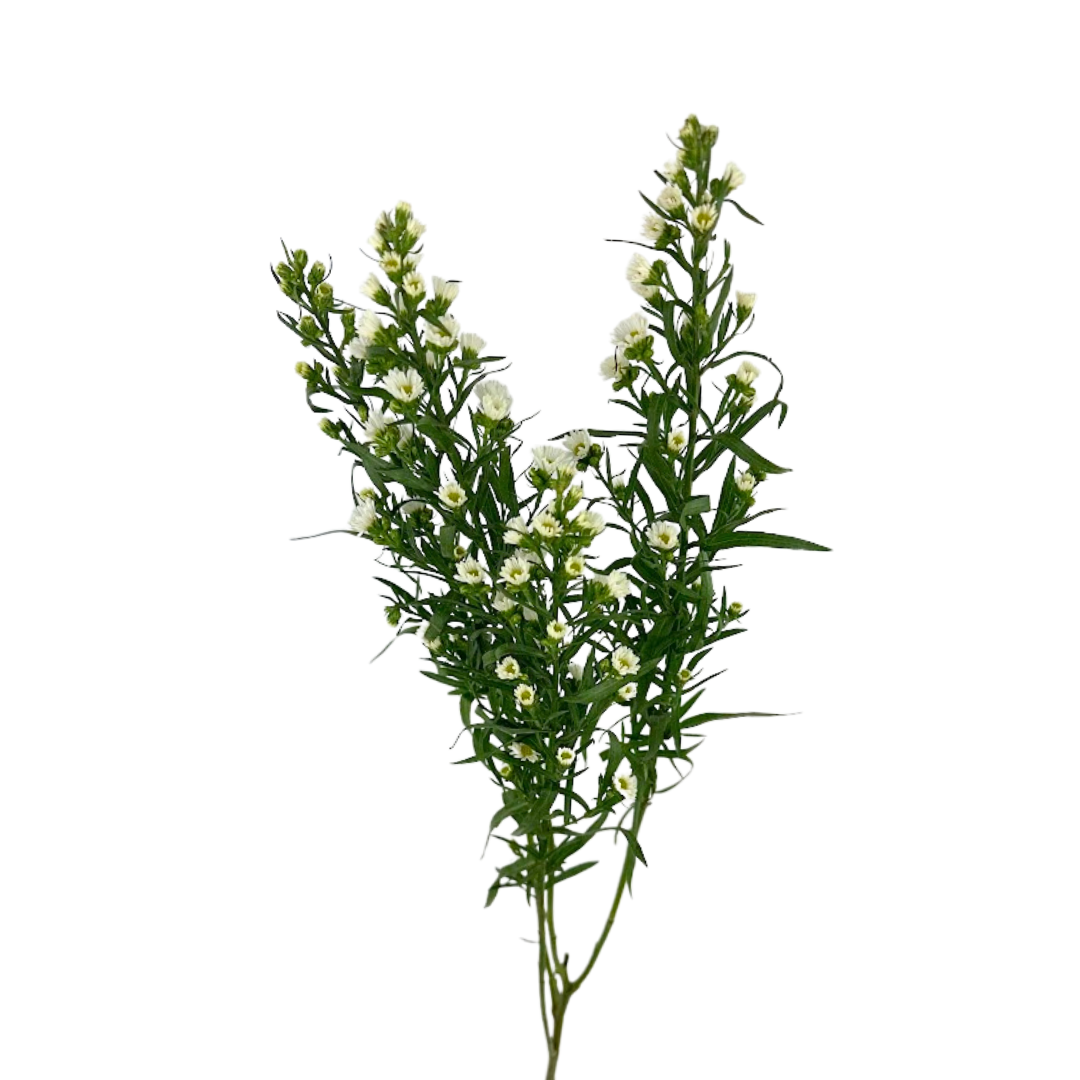 Aster Monte Casino White Mardi Gras (Bunch)