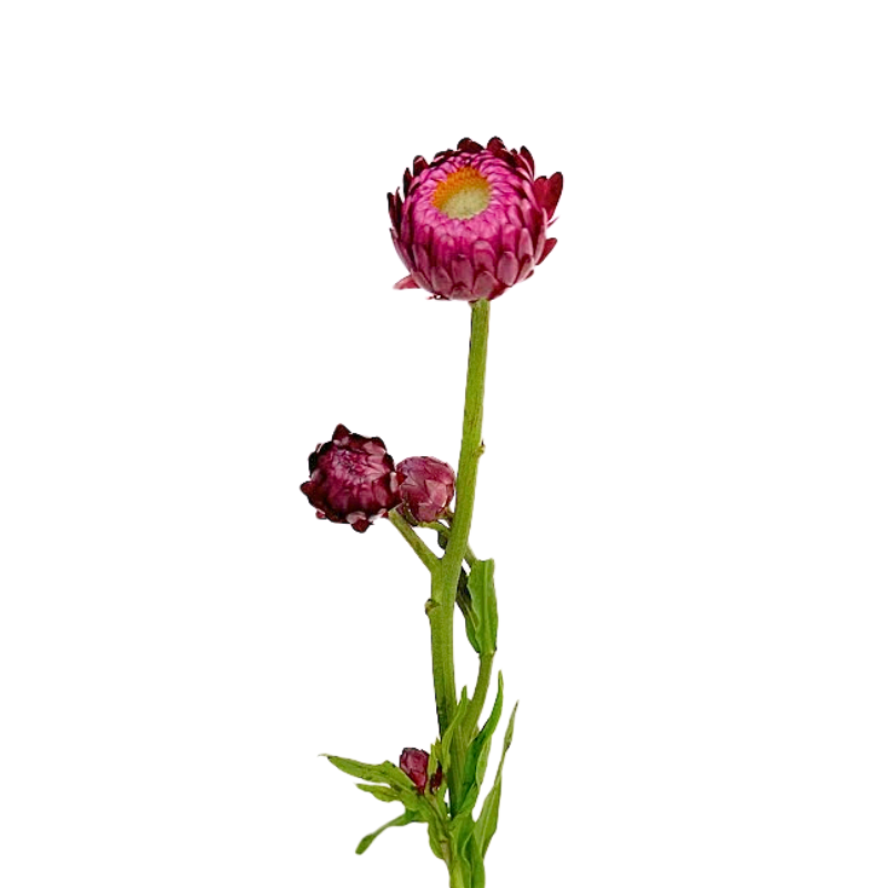Strawflower Hot Pink (10 Stems)