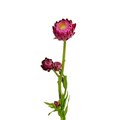 Strawflower Hot Pink (10 Stems)