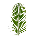 Areca Palm