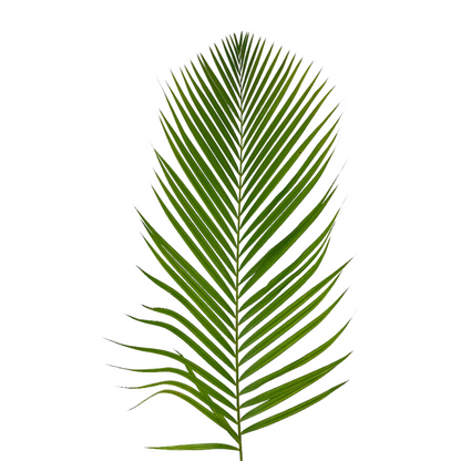 Areca Palm (10 stem bunch)