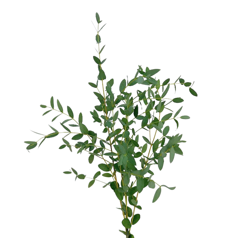 Eucalyptus Parvifolia (10 stems)