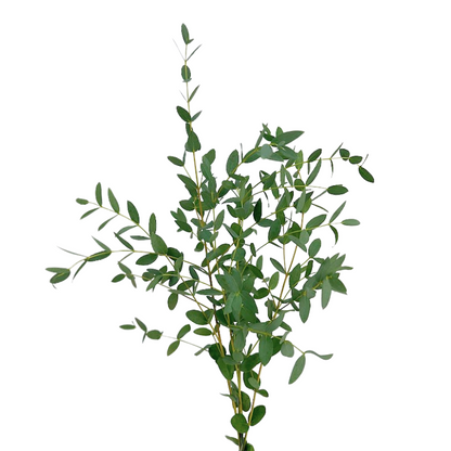 Eucalyptus Parvifolia (10 stem bunch)