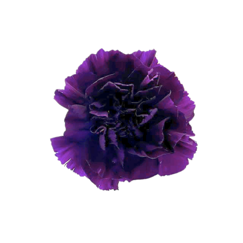 Carnation Purple Moonvista (20 stems)