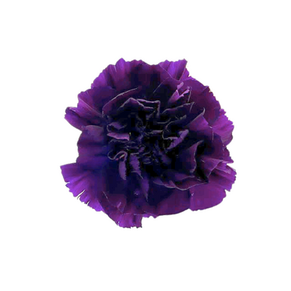 Carnation Purple Moonvista (20 stem bunch)