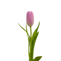 Tulip Light Pink (10 stem bunch)