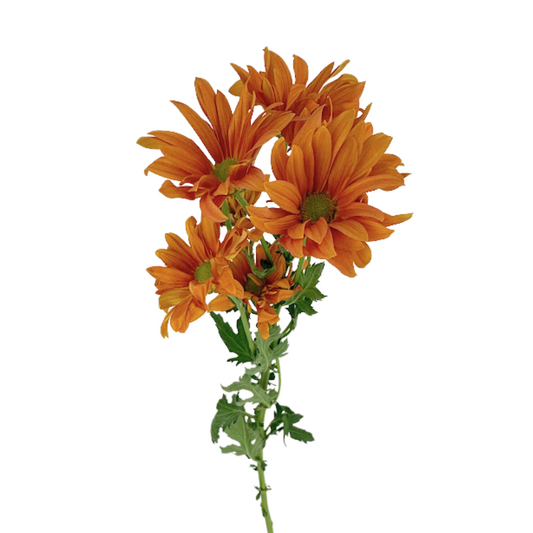 Pom Daisy Orange Atlantis