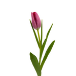 Tulips Hot Pink (10 stems)