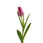 Tulip Hot Pink (10 stem bunch)