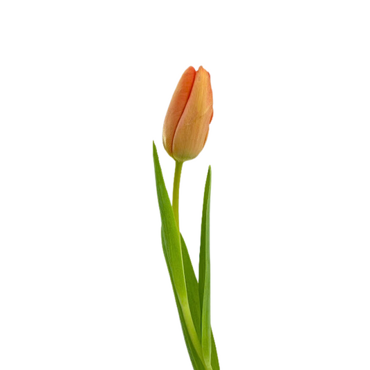 Tulips Orange (10 stems)