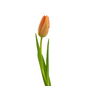 Tulip Orange (10 stem bunch)