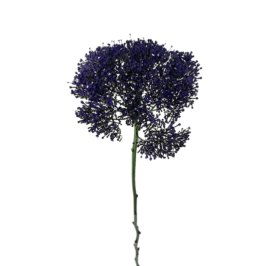 Trachellium Purple