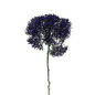 Trachellium Purple (10 stem bunch)