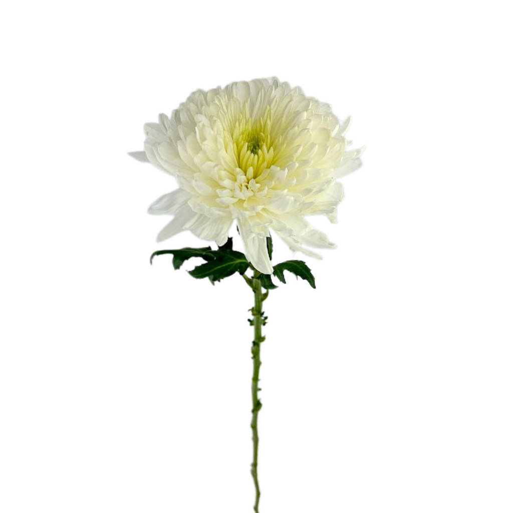 Chrysanthemum Disbud White (10 Stems)