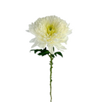 Chrysanthemum Disbud White (10 Stems)