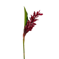 Ginger Red (5 Stems)