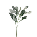 Dusty Miller (10 Stems)