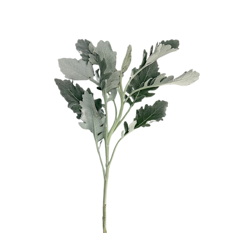 Dusty Miller (10 Stems)