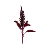 Amaranthus Upright Red (5 Stems)