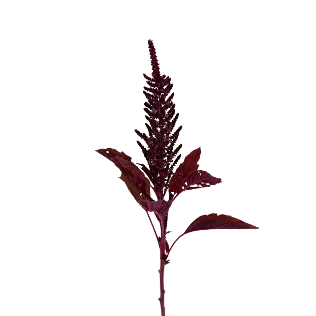 Amaranthus Upright Red (5 Stems)
