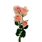 Spray Rose Light Pink (10 stems)