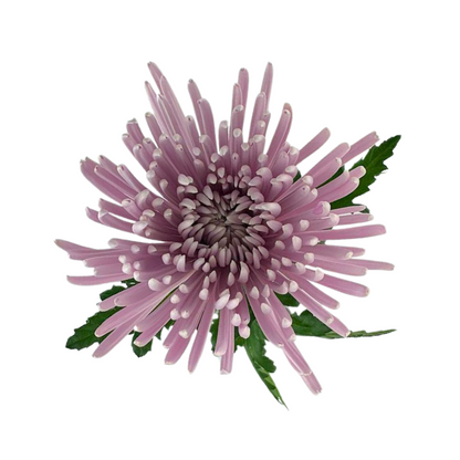 Chrysanthemum Spider Lavender (10 stem bunch)
