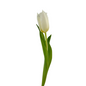Tulip Frill White (10 stem bunch)