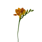 Freesia Orange