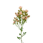 Spray Rose Mini Blush (Box-60 stems)