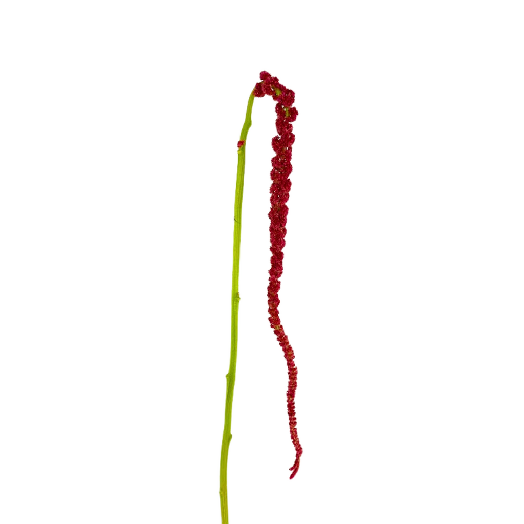 Amaranthus Hanging Red (5 Stems)