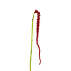Amaranthus Hanging Red (5 Stems)