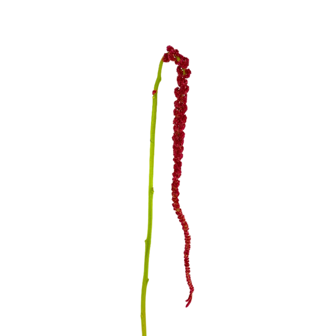 Amaranthus Hanging Red (5 Stems)