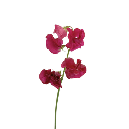 Sweet Pea Hot Pink (10 stem bunch)