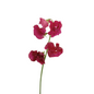 Sweet Pea Hot Pink (10 stem bunch)