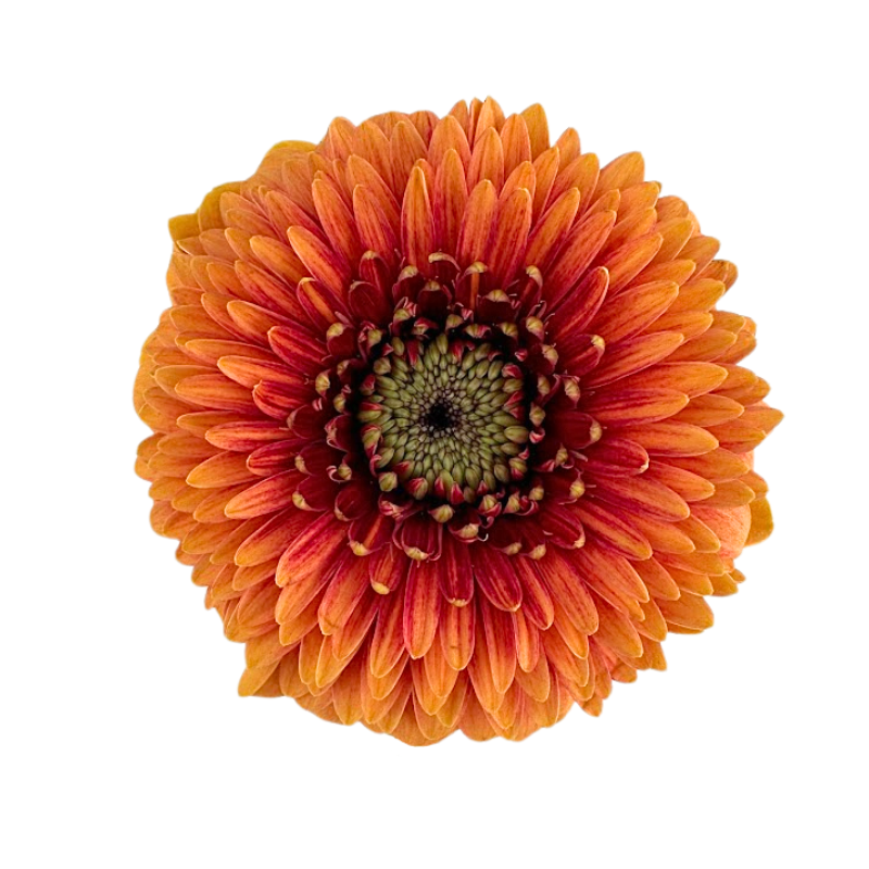 Gerbera Gerrondo Peach
