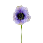 Anemone Soft Purple (10 Stems)