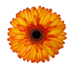 Gerbera Dark Center Bicolor Yellow Orange