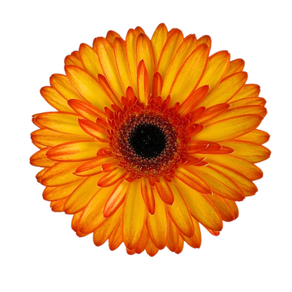 Gerbera Dark Center Bicolor Yellow Orange (10 stem bunch)