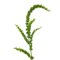 Rumex
