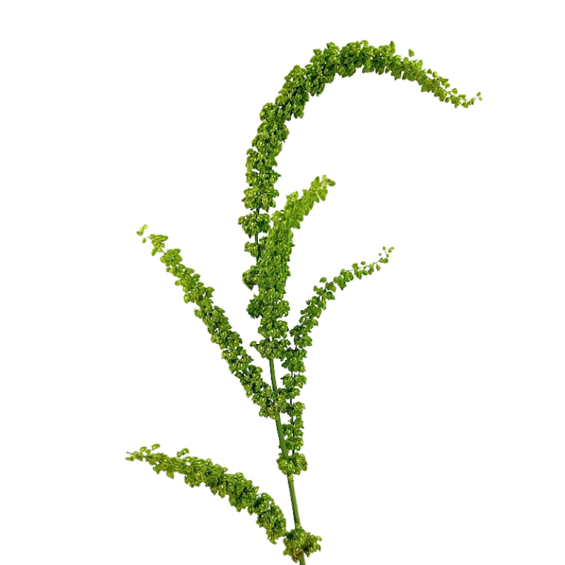 Rumex