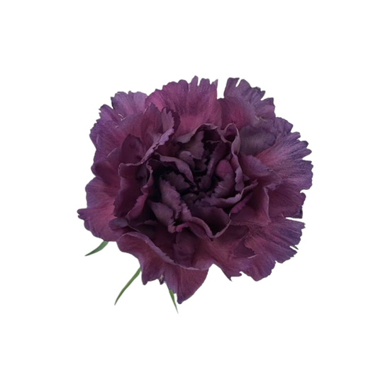 Carnation Vintage Purple Hypnosis (25 stem bunch)