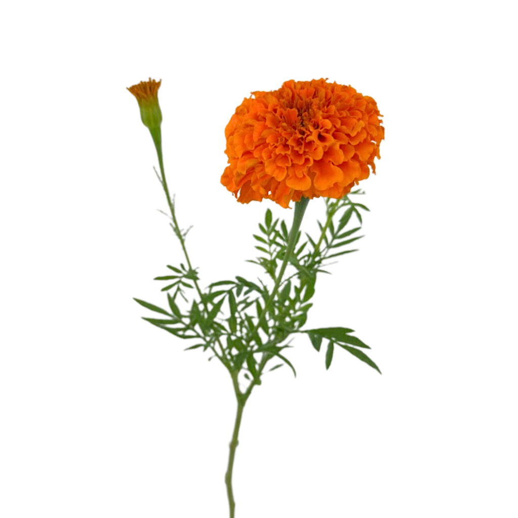 Marigold Orange (10 stems)