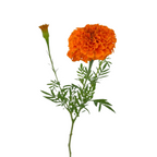 Marigold Orange (10 stems)