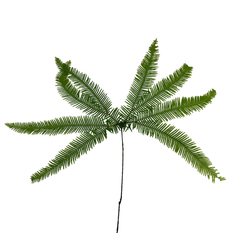 Umbrella Fern