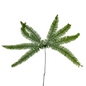 Umbrella Fern (10 stem bunch)