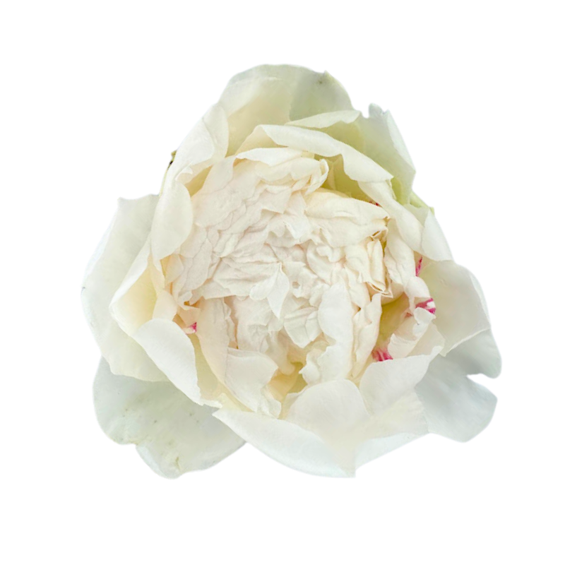 Peony White Bowl Of Cream